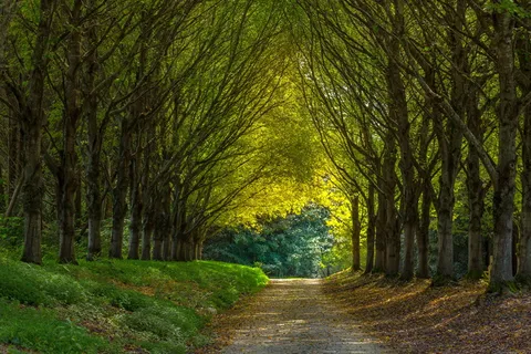 绿色树林道路图片