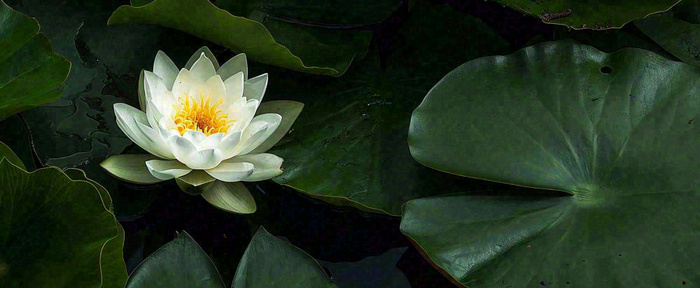 夏天荷花池荷叶白荷花睡莲特写，夏至小暑大暑摄影图(1712x704)