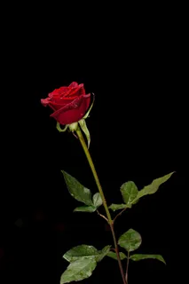 玫瑰花摄影图情人节玫瑰花配图图片 玫瑰花摄影图情人节玫瑰花配图图片