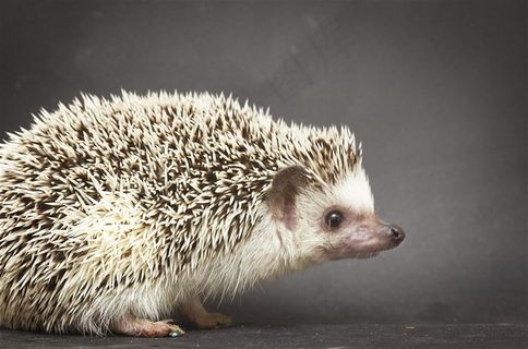 可爱的小刺猬素材