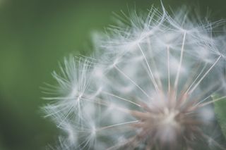 白色蒲公英微距图片