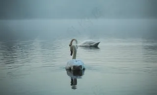 水上嬉戏的白天鹅图片