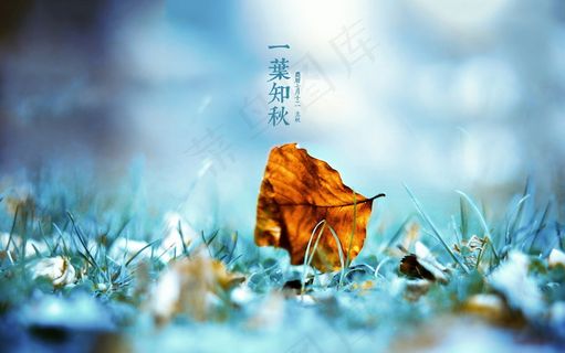 一叶知秋立秋图片