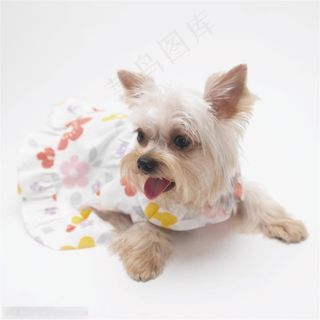 迷你犬-可爱的狗狗正面