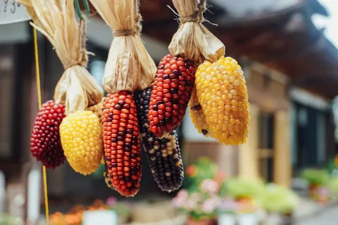 杂色玉米棒图片