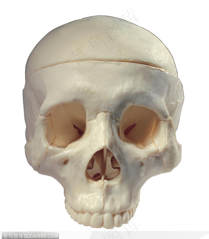 人体器官模型-人体解剖头颅骨头盖骨特写医学图片