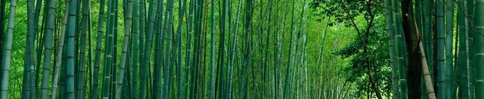 竹林形成的绿色背景