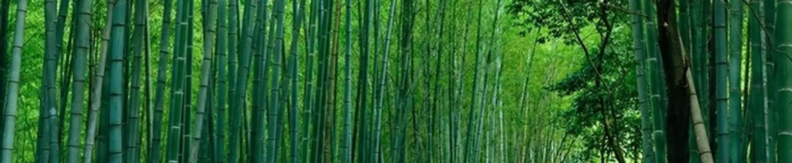 竹林形成的绿色背景 竹林形成的绿色背景