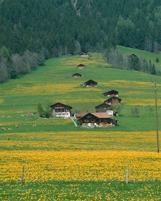 山坡上树林前花丛间的木屋