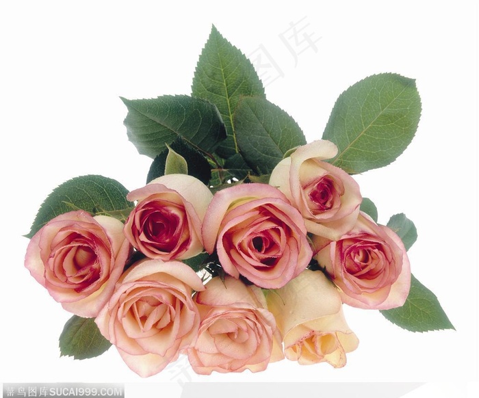 花饰小品-一束粉色的玫瑰花