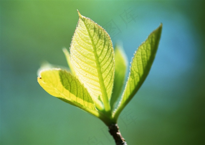 森林的树缝穿过的光环境 素材