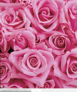 很多粉色玫瑰
