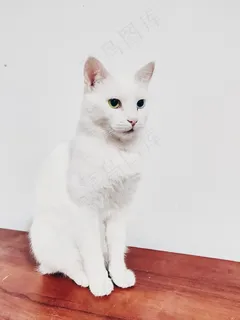 纯白色猫咪图片 纯白色猫咪图片