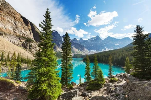 青山绿水树林 青山绿水树林