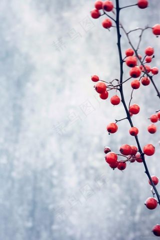 果实红色成霜冰冷背景