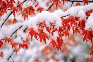 冬天雪景枫叶树上盖满了白雪摄影图