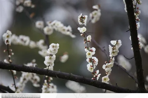 梅花物语-一枝盛开的白色梅花