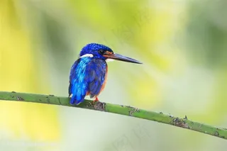 高清唯美蓝矶鸫背部特写鸟类图片