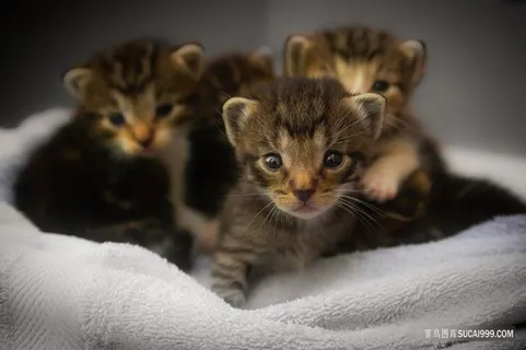 幼小的动物神态猫咪图片 幼小的动物神态猫咪图片