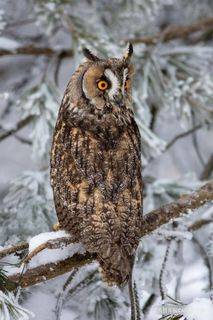 冰雪天气外出瞪大眼睛的猫头鹰图片