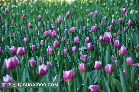 郁金香花海素材