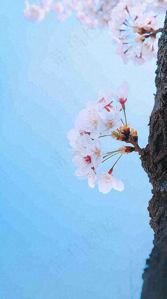 春天开满花朵的树冠仰拍蓝色天空，立春，春分摄影图