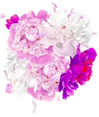 牡丹花透明免扣素材