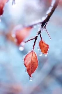 秋叶红色冰水珠背景