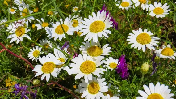 野生雏菊花图片 野生雏菊花图片