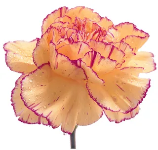 高清康乃馨图片下载