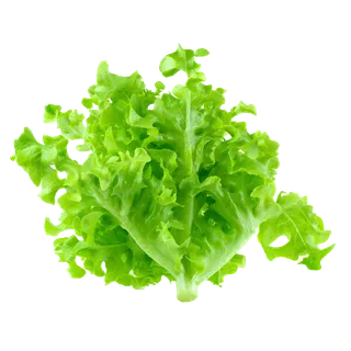 生菜 (19)超市商品白底图免抠实物摄影png格式图片透明底