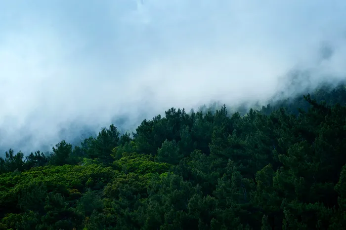 高清森林树林风景