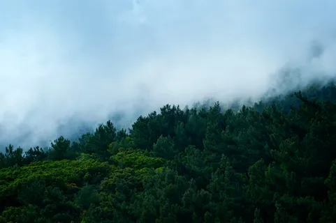 高清森林树林风景