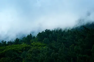 高清森林树林风景