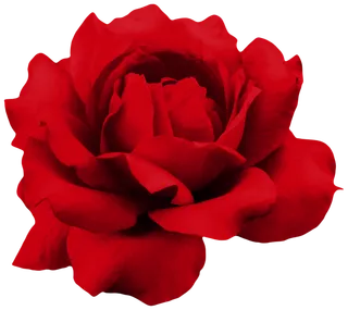 鲜花玫瑰免扣素材