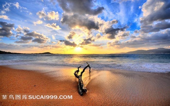 海边夕阳沙滩上的枯木风景图片