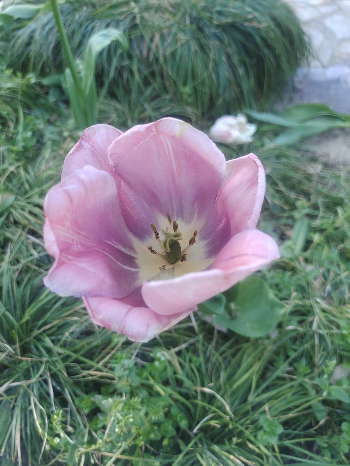 “赏花季”