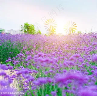 漂亮的薰衣草园地田园风光