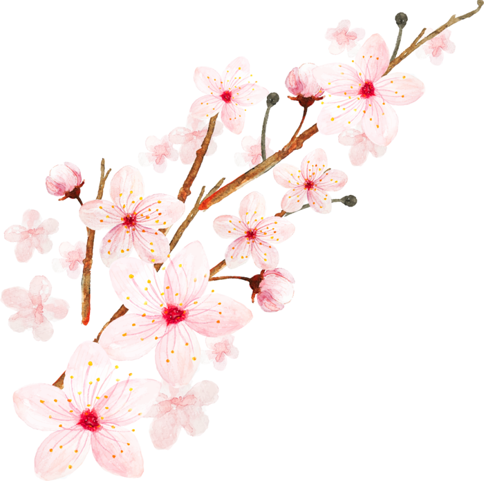 春天浪漫粉红色樱花手绘樱花梅花桃花花朵图片PNG免扣素材