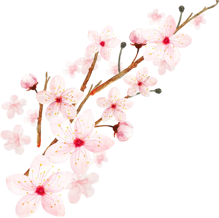 春天浪漫粉红色樱花手绘樱花梅花桃花花朵图片PNG免扣素材