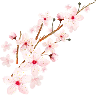 春天浪漫粉红色樱花手绘樱花梅花桃花花朵图片PNG免扣素材