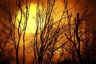 黄昏大树剪影图