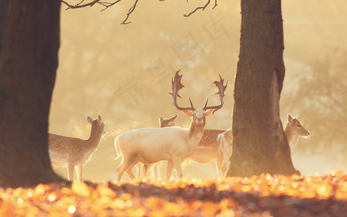 麋鹿群图片