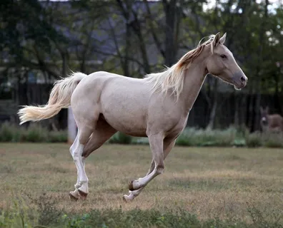 马动物野马草原野生动物草原