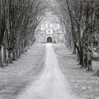 黑白小道树木艺术插画