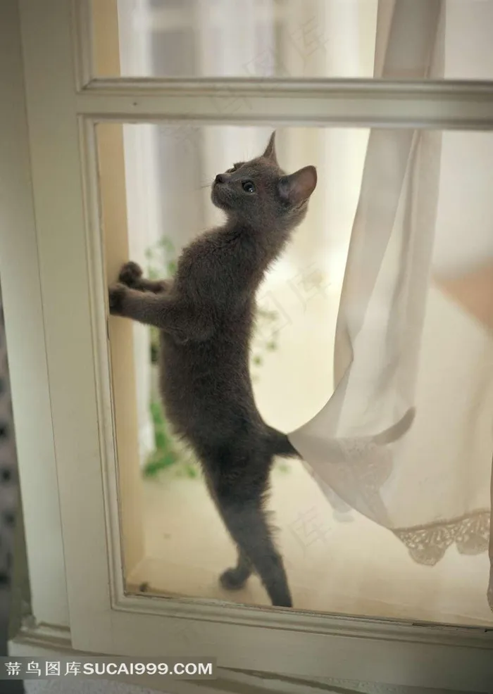小猫站立摄影