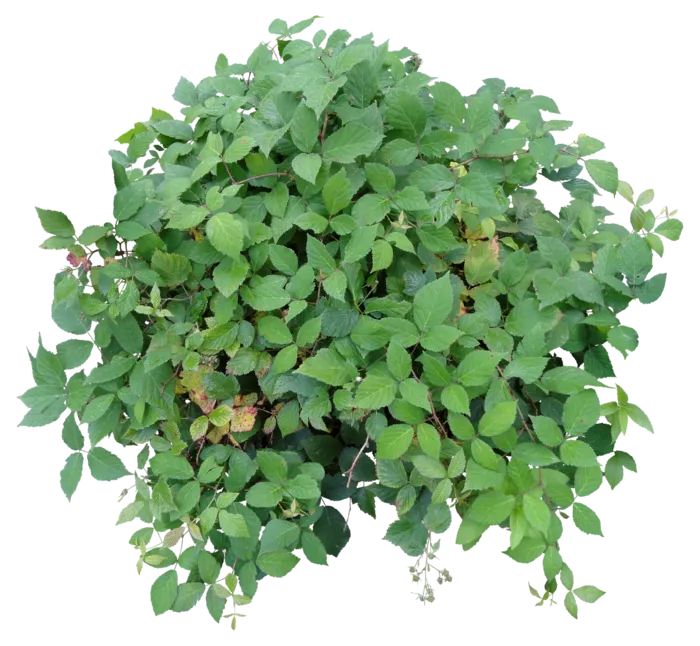 高清树木素材 免抠PSD植物素材 美术绘画园林贴图 树草灌木花草