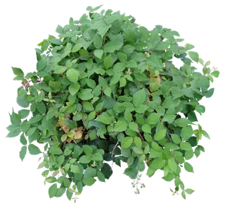 高清树木素材 免抠PSD植物素材 美术绘画园林贴图 树草灌木花草