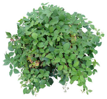 高清树木素材 免抠PSD植物素材 美术绘画园林贴图 树草灌木花草 高清树木素材 免抠PSD植物素材 美术绘画园林贴图 树草灌木花草