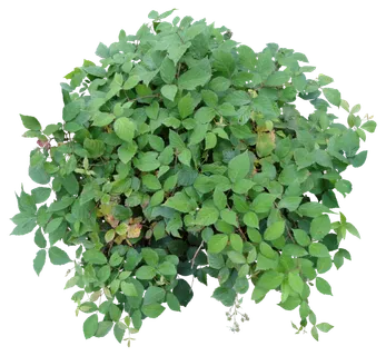 高清树木素材 免抠PSD植物素材 美术绘画园林贴图 树草灌木花草 高清树木素材 免抠PSD植物素材 美术绘画园林贴图 树草灌木花草